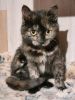 Cookie (2)